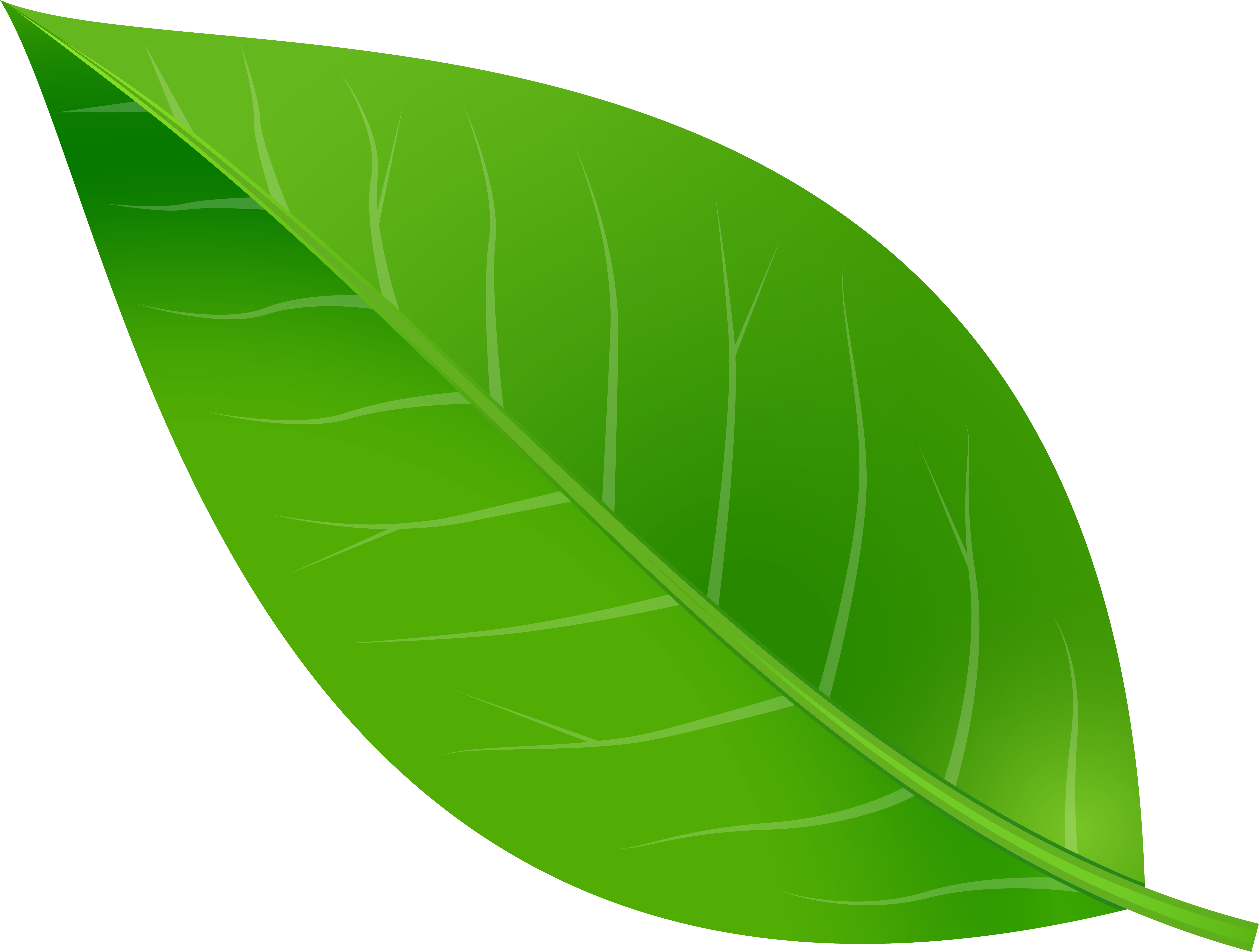 leaf